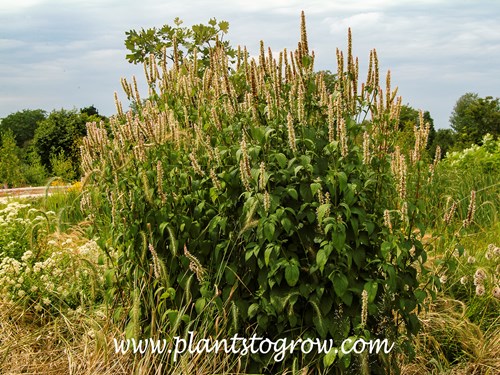 Purple Giant Hyssop (Agastache scrophulariaefolia) 
A large 6 foot  plant in August.